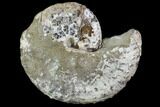 Bargain, Discoscaphites Ammonite - South Dakota #98723-1